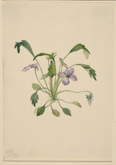 Eteläinen lintujalka Violetti (Viola digitata) tekijältä Mary Vaux Walcott