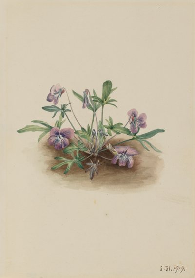 Etelärannikon violetti Viola septemloba, 1919. tekijältä Mary Vaux Walcott
