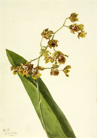 Täplikäs Cyrtopodium Cyrtopodium punctatum, 1920. tekijältä Mary Vaux Walcott