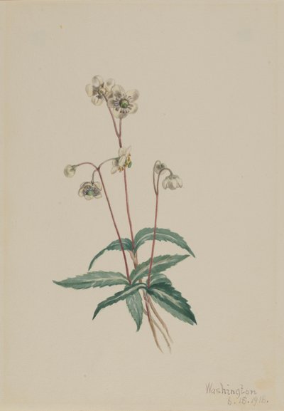 Täplikäs pipsissewa (Chimaphila maculata) tekijältä Mary Vaux Walcott