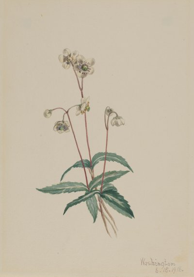 Täplikäs Pipsissewa Chimaphila maculata, 1918. tekijältä Mary Vaux Walcott