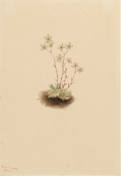 Täplikäs pensaskerttu (Saxifraga bronchialis) tekijältä Mary Vaux Walcott