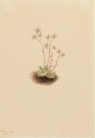 Täplikäs saxifrage Saxifraga bronchialis, 1903. tekijältä Mary Vaux Walcott