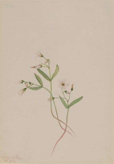 Kevätkaunotar (Claytonia lanceolata) tekijältä Mary Vaux Walcott