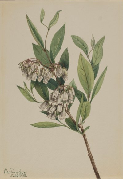 Stagger pensas (Pieris mariana) tekijältä Mary Vaux Walcott