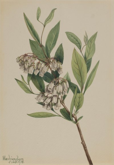 Stagger-Bush Pieris Mariana, 1918. tekijältä Mary Vaux Walcott