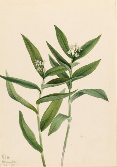 Tähti Salomonplume (Star Vagnera) tekijältä Mary Vaux Walcott