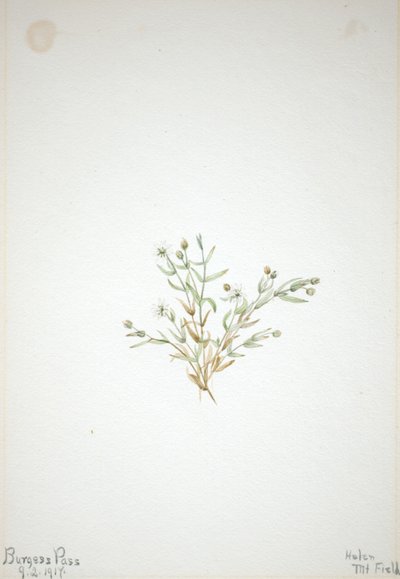 Stelleria leata tekijältä Mary Vaux Walcott
