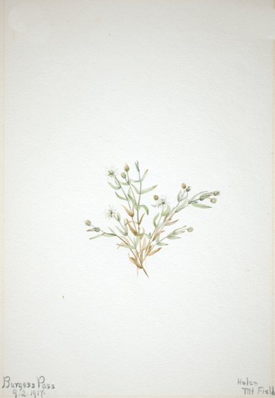 Stelleria leata, 1917. tekijältä Mary Vaux Walcott