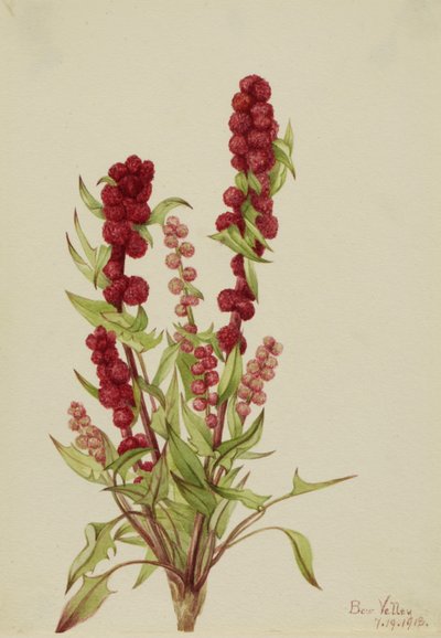 Strawberry-Blite Chenopodium capitatum, 1918. finlandès tekijältä Mary Vaux Walcott