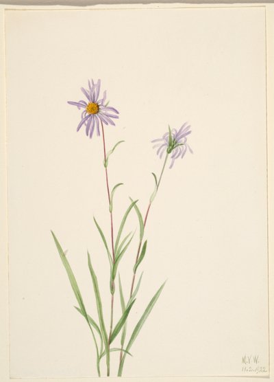 Suo Aster (Aster paludosus) tekijältä Mary Vaux Walcott