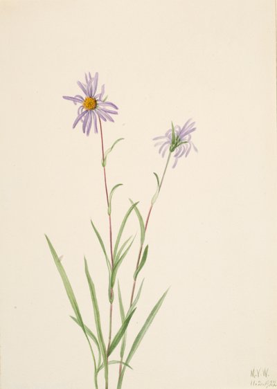 Suo Aster Aster paludosus, 1922. tekijältä Mary Vaux Walcott
