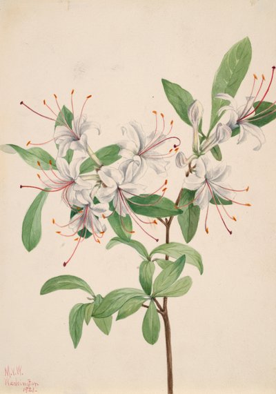 Makea Azalea Azalea arborescens, 1921. tekijältä Mary Vaux Walcott