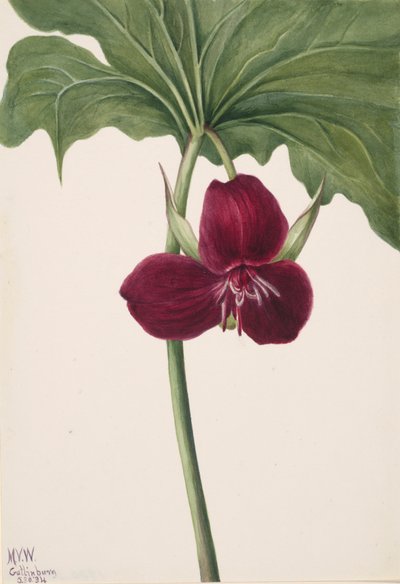 Sweet Trillium Trillium vasyi, 1934. tekijältä Mary Vaux Walcott