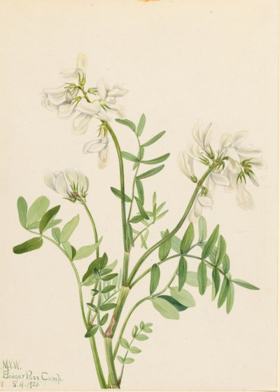 Kullero (Hedysarum mackenzii) tekijältä Mary Vaux Walcott