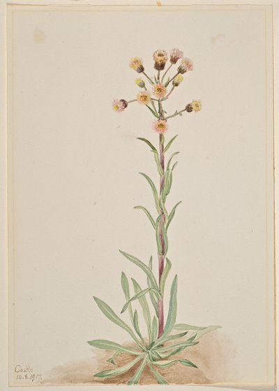 Korkea kirppis (Erigeron acris) tekijältä Mary Vaux Walcott