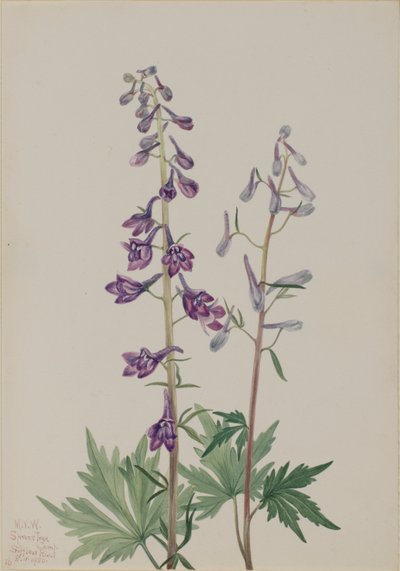 Korkea Ruusunputki (Delphinium elongatum) tekijältä Mary Vaux Walcott