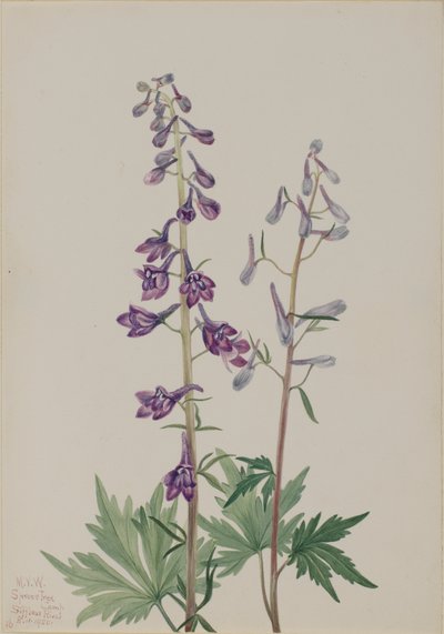 Tall Larkspur Delphinium elongatum, 1920. tekijältä Mary Vaux Walcott