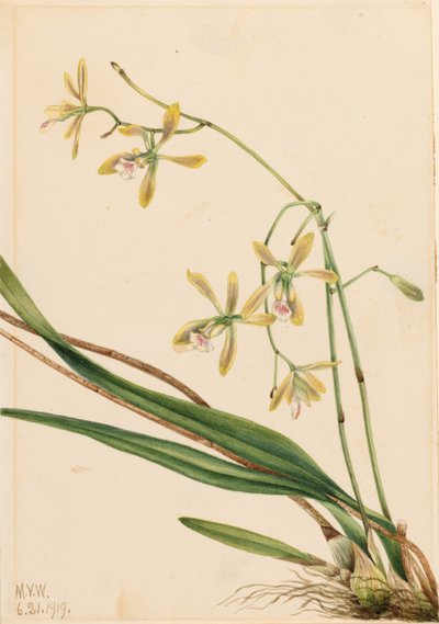 Tampa Epidendrum (Epidendrum tampense) tekijältä Mary Vaux Walcott