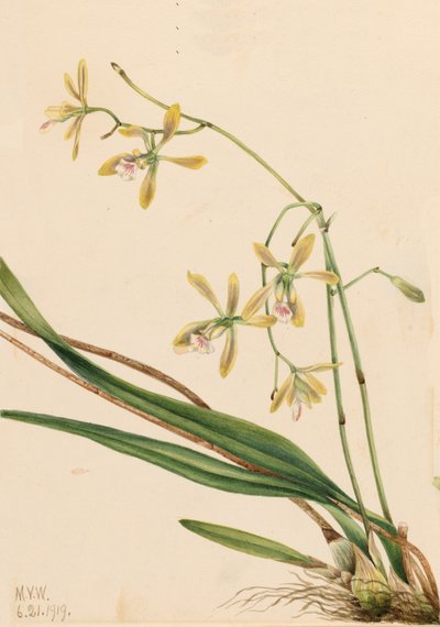 Tampa Epidendrum Epidendrum tampense, 1919. tekijältä Mary Vaux Walcott