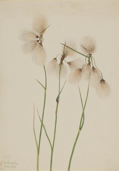 Tupsuvillaruoho (Eriophorum angustifolium) tekijältä Mary Vaux Walcott