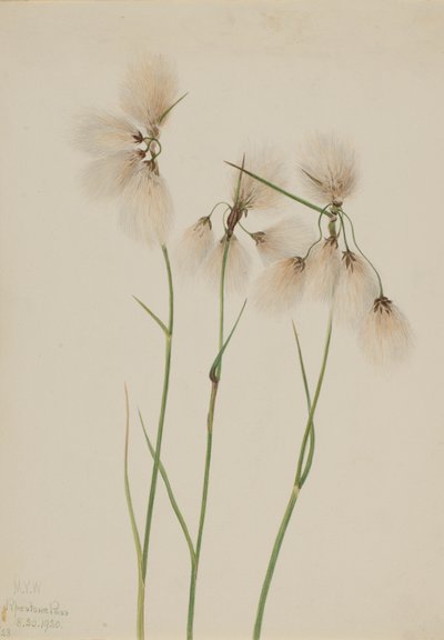 Tupsupuuvillaruoho Eriophorum angustifolium, 1920. tekijältä Mary Vaux Walcott