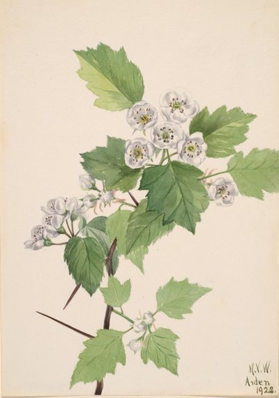 Thicket Hawthorn Crataegus coccinea, 1922. tekijältä Mary Vaux Walcott