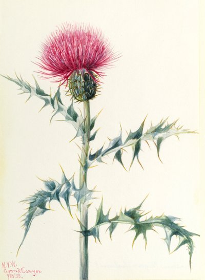 Ohdake (Cirsium arizonica) tekijältä Mary Vaux Walcott