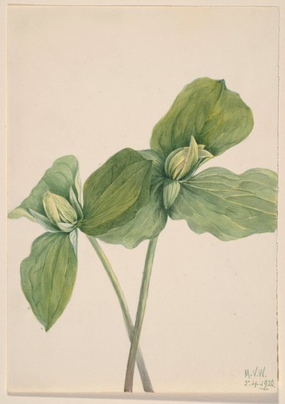 Toukka Trillium (Trillium sessile) tekijältä Mary Vaux Walcott