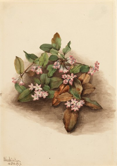Perässä oleva Arbutus Epigaea repens, 1917. tekijältä Mary Vaux Walcott