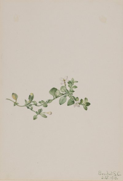 Houstonia procumbens (Houstonia procumbens), perässä kulkeva Houstonia (Houstonia procumbens) tekijältä Mary Vaux Walcott