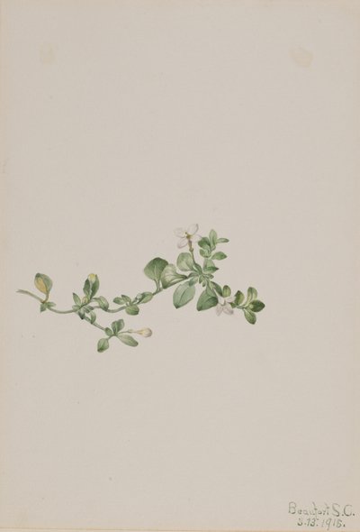 Trailing Houstonia Houstonia procumbens, 1918. finlandès tekijältä Mary Vaux Walcott