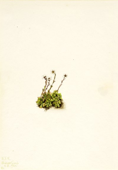 Tufted Saxifrage Saxifraga caespitosa, 1921. tekijältä Mary Vaux Walcott