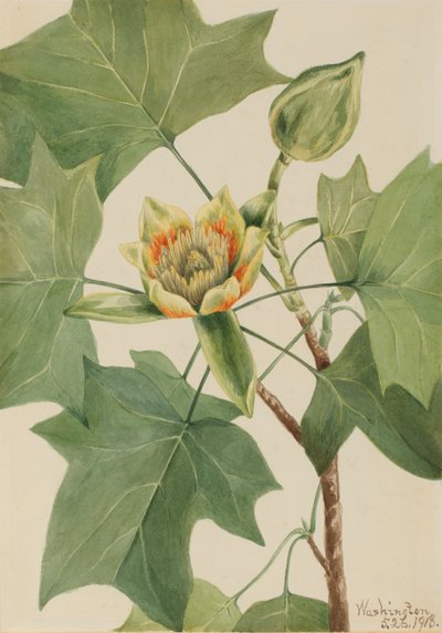 Tulppaanipuu Liriodendron tulipifera, 1918. tekijältä Mary Vaux Walcott