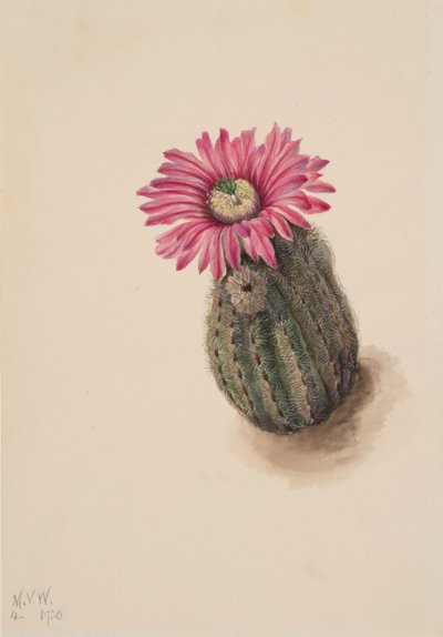 Turkkipääkaktus Echinocereus perbellus, 1930. tekijältä Mary Vaux Walcott