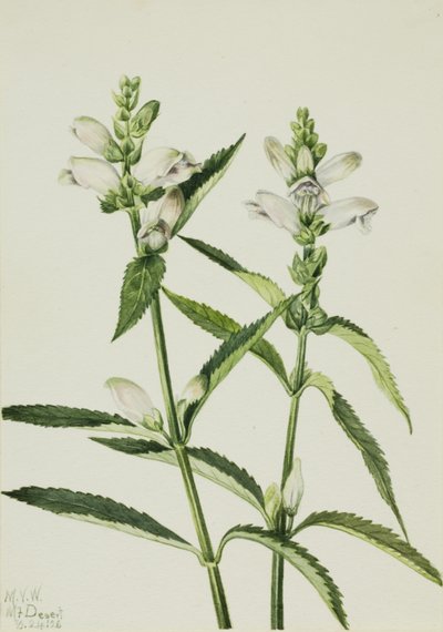 Kilpikonnapää (Chelone glabra) tekijältä Mary Vaux Walcott