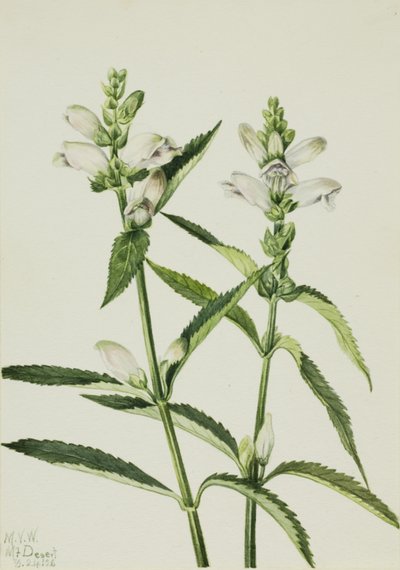 Turtlehead Chelone glabra, 1926. tekijältä Mary Vaux Walcott