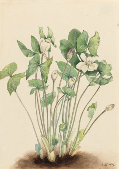 Kaksoislehtinen Jeffersonia diphylla, 1919. tekijältä Mary Vaux Walcott
