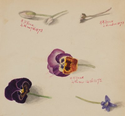 Nimetön - Kukkatutkimus, 1873. tekijältä Mary Vaux Walcott