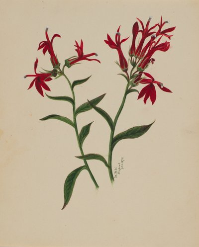 Nimetön - Kukkatutkimus, 1876. tekijältä Mary Vaux Walcott