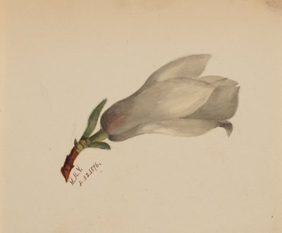 Nimetön - Kukkatutkimus, 1876. tekijältä Mary Vaux Walcott