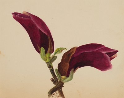 Nimetön - Kukkatutkimus, 1876. tekijältä Mary Vaux Walcott