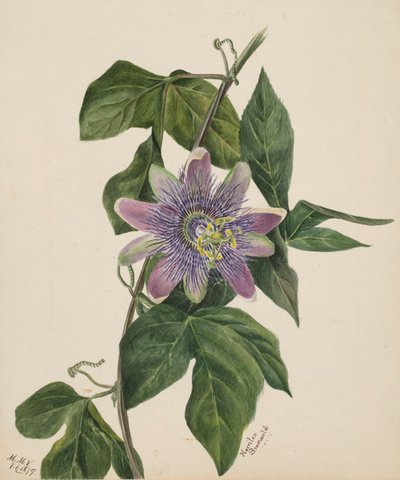 Nimetön - Kukkatutkimus, 1879. tekijältä Mary Vaux Walcott