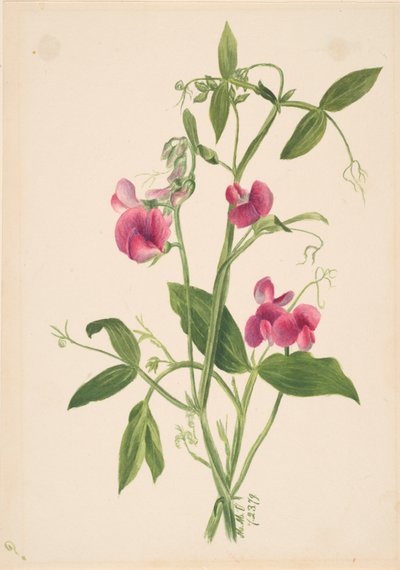 Nimetön - Kukkatutkimus, 1879. tekijältä Mary Vaux Walcott