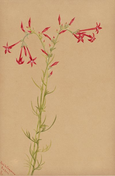 Nimetön - Kukkatutkimus, 1883. tekijältä Mary Vaux Walcott
