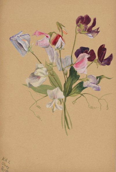 Nimetön - Kukkatutkimus, 1886. tekijältä Mary Vaux Walcott