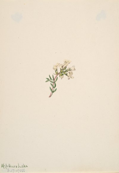Nimetön - Kukkatutkimus, 1905. tekijältä Mary Vaux Walcott