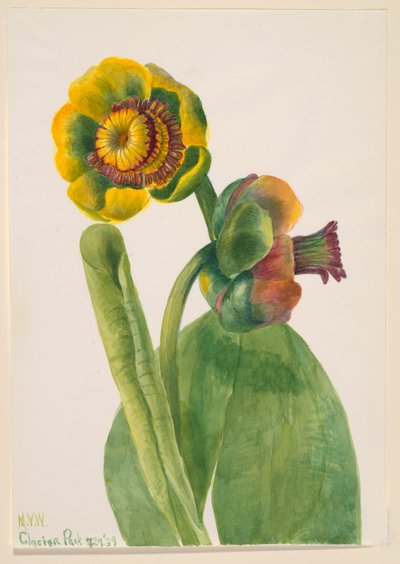 Nimetön - Kukkatutkimus, 1939. tekijältä Mary Vaux Walcott