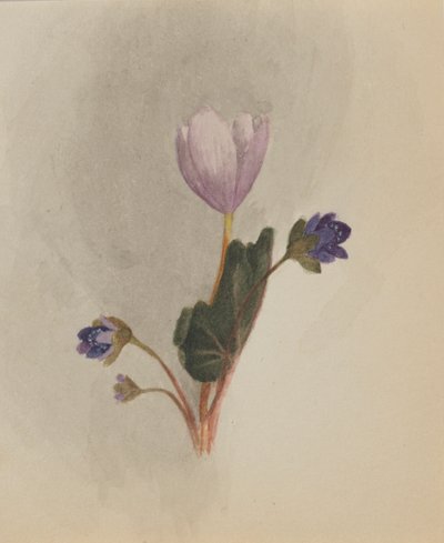 Untitled - Flower Study, n. 1876. tekijältä Mary Vaux Walcott