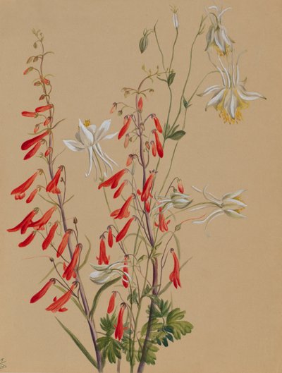 Untitled - Flower Study, n. 1883-1900. tekijältä Mary Vaux Walcott
